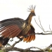 hoatzin_la_h_0937_ecu2995.jpg